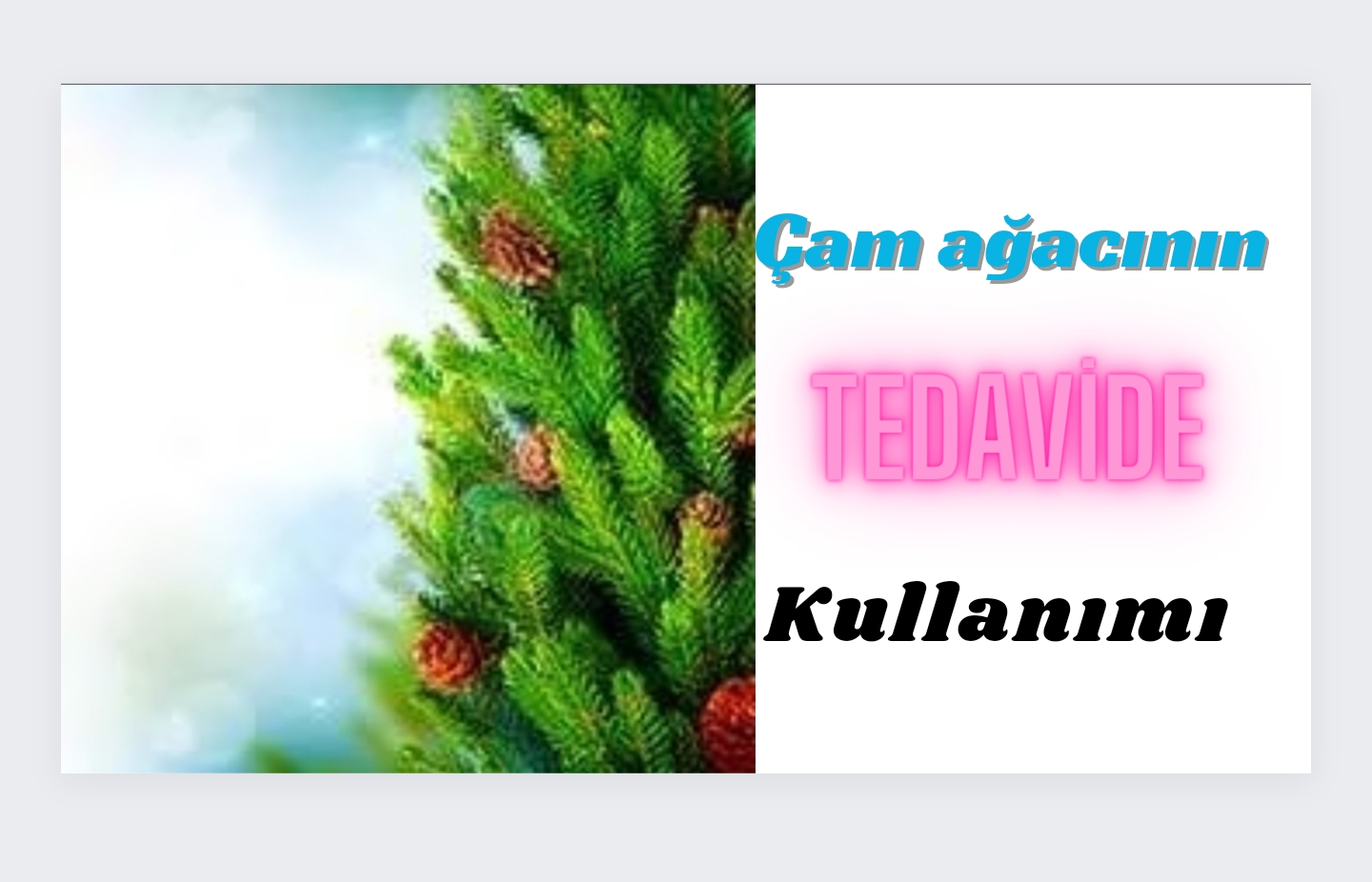 Çam ağaçlarının tedavide kullanımı