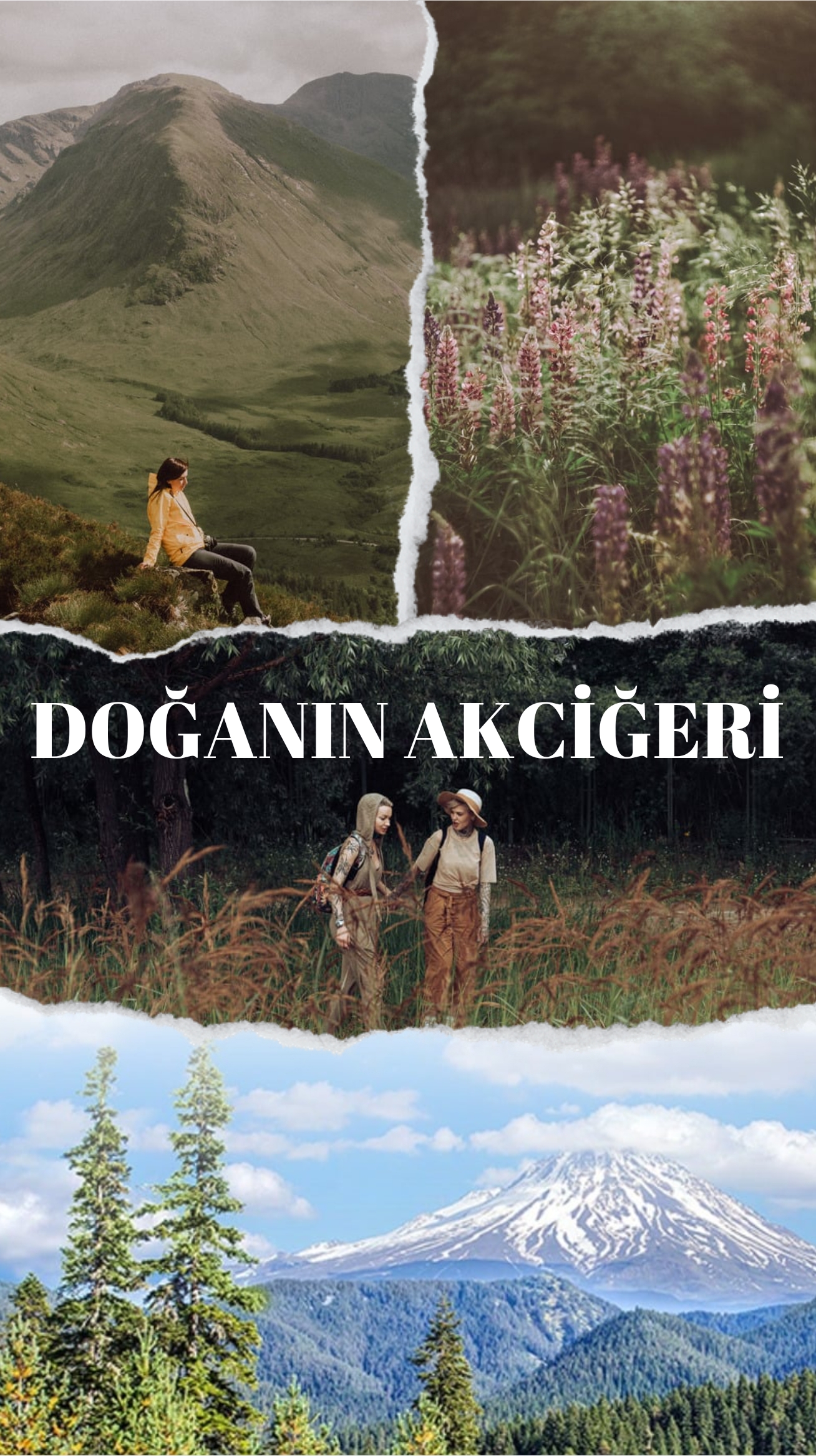 Dağanın akciğeri çam ağacı